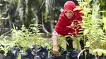 Woman planting