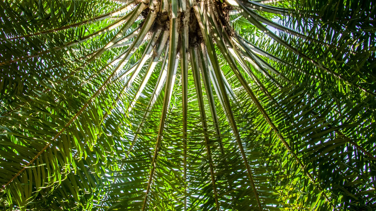 Toma hacia arriba de palmera